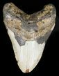 Bargain Megalodon Tooth - North Carolina #47867-1
